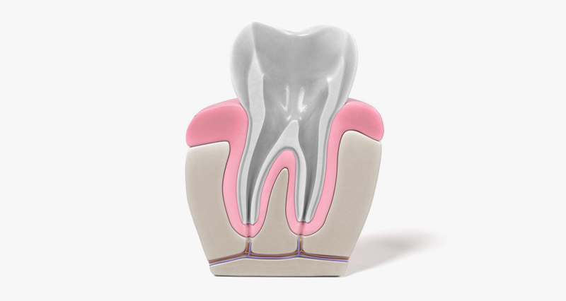 Endodontie